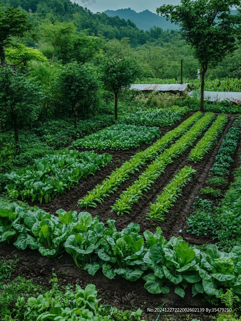農村田野風光農家菜園