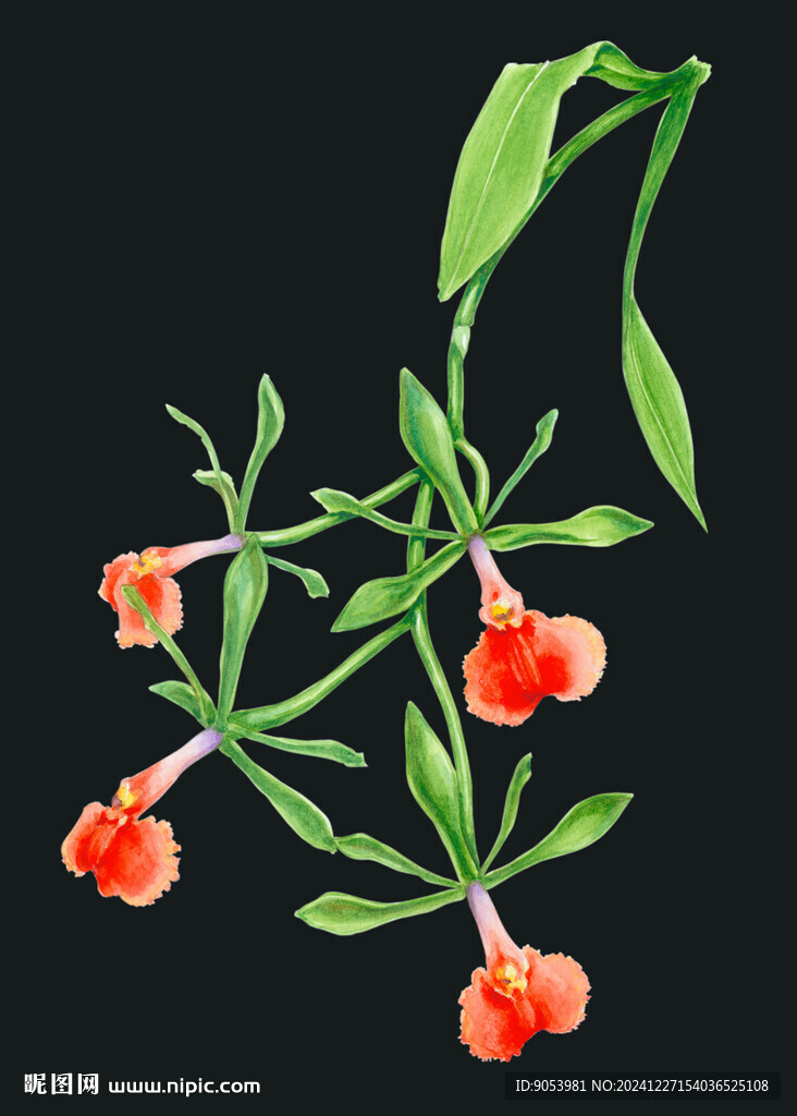 水彩花卉