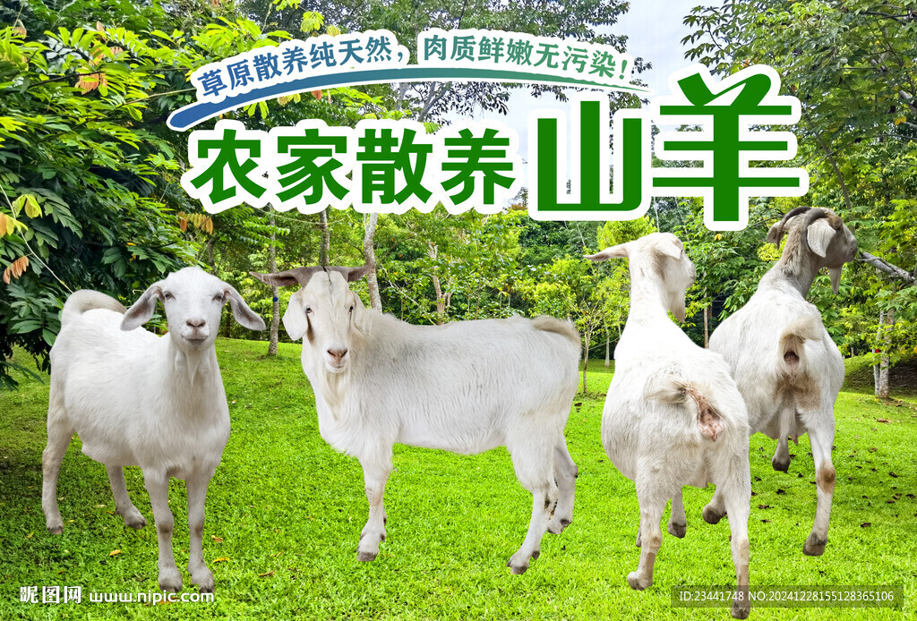 山羊