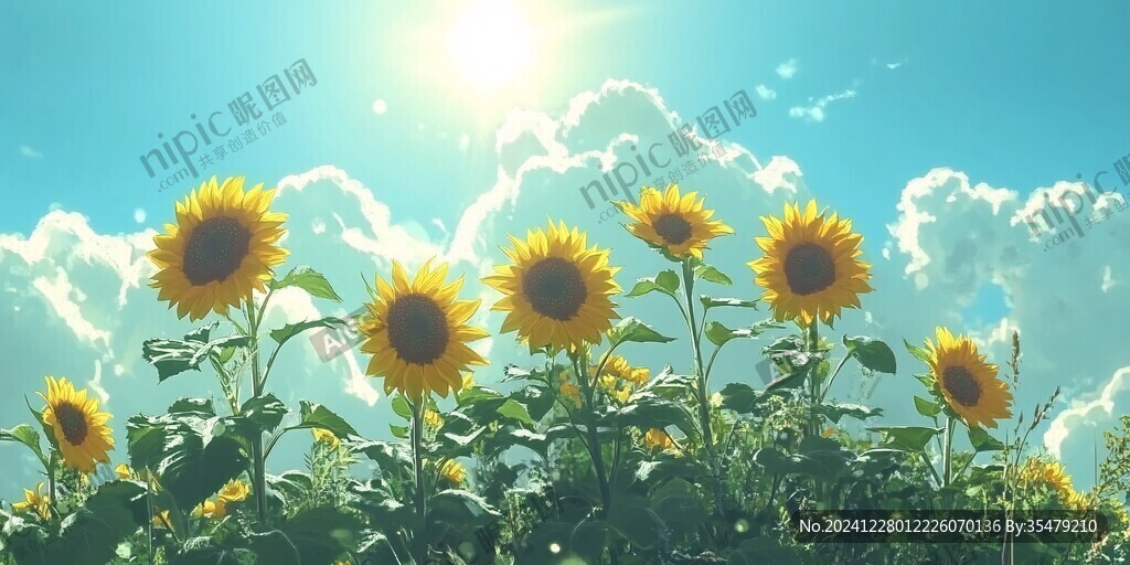 太陽花壁紙
