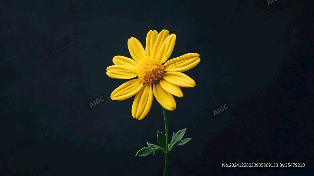 黑背景小黃花