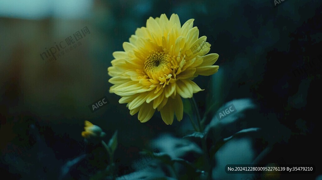 唯美黃花