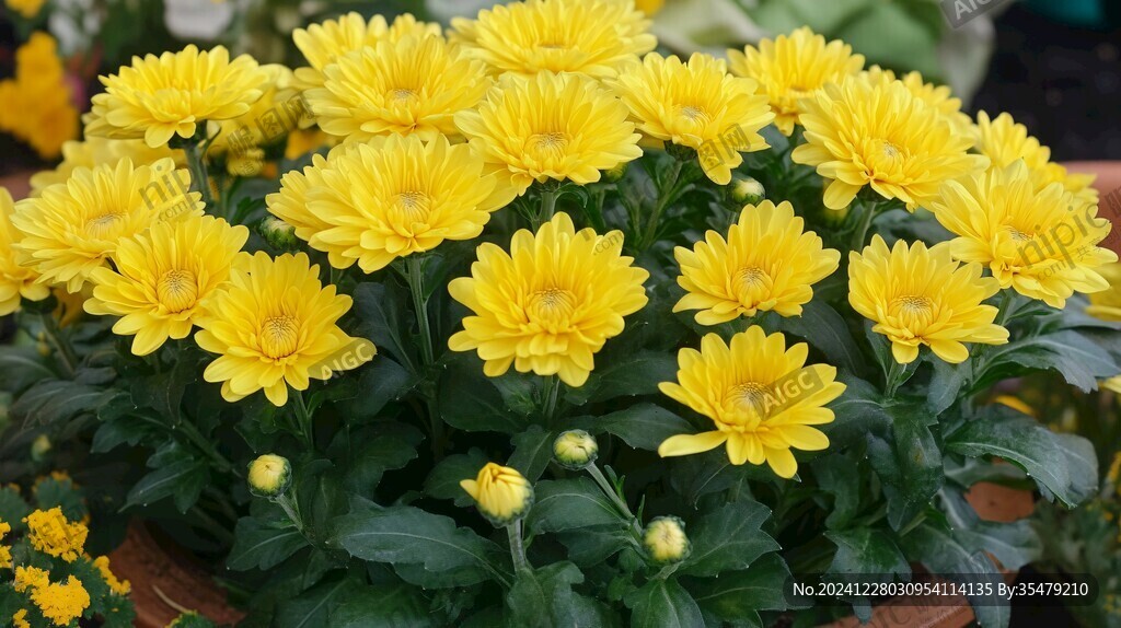 黃色球菊
