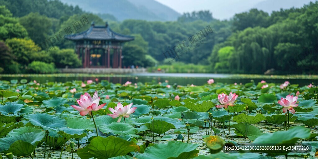 斷橋孤山夏日荷花荷葉