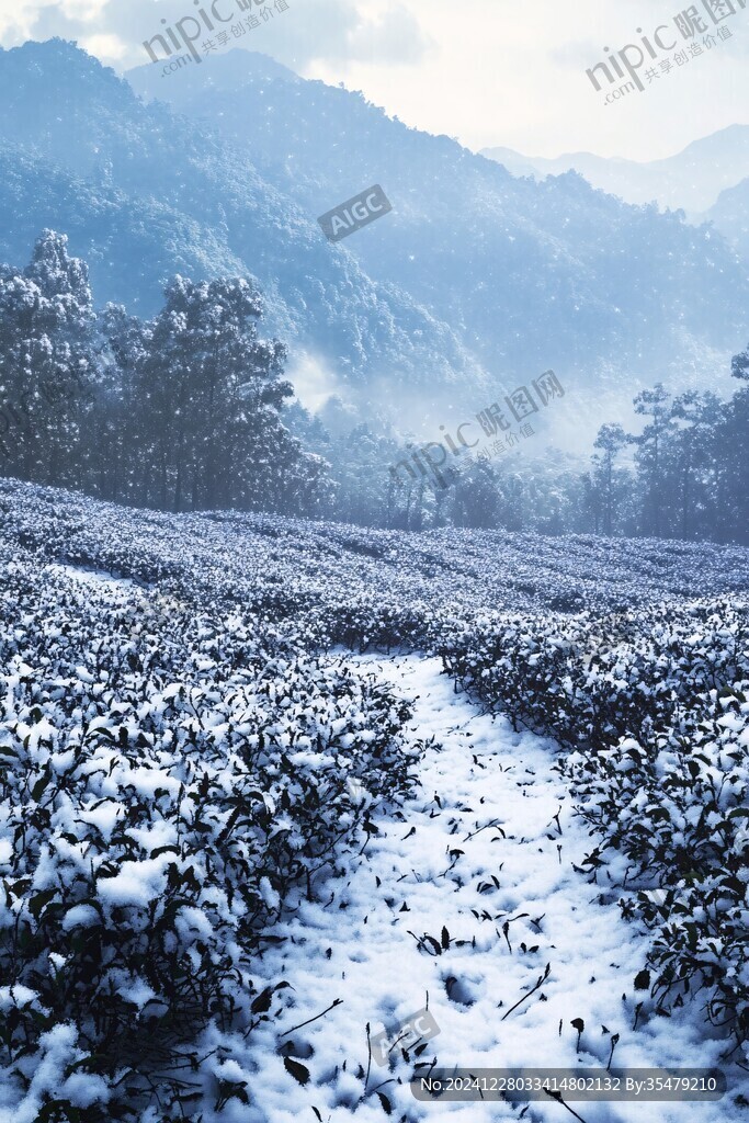 茶園雪霽