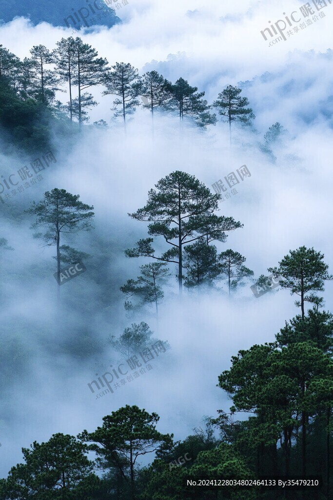 山林松柏云霧仙氣
