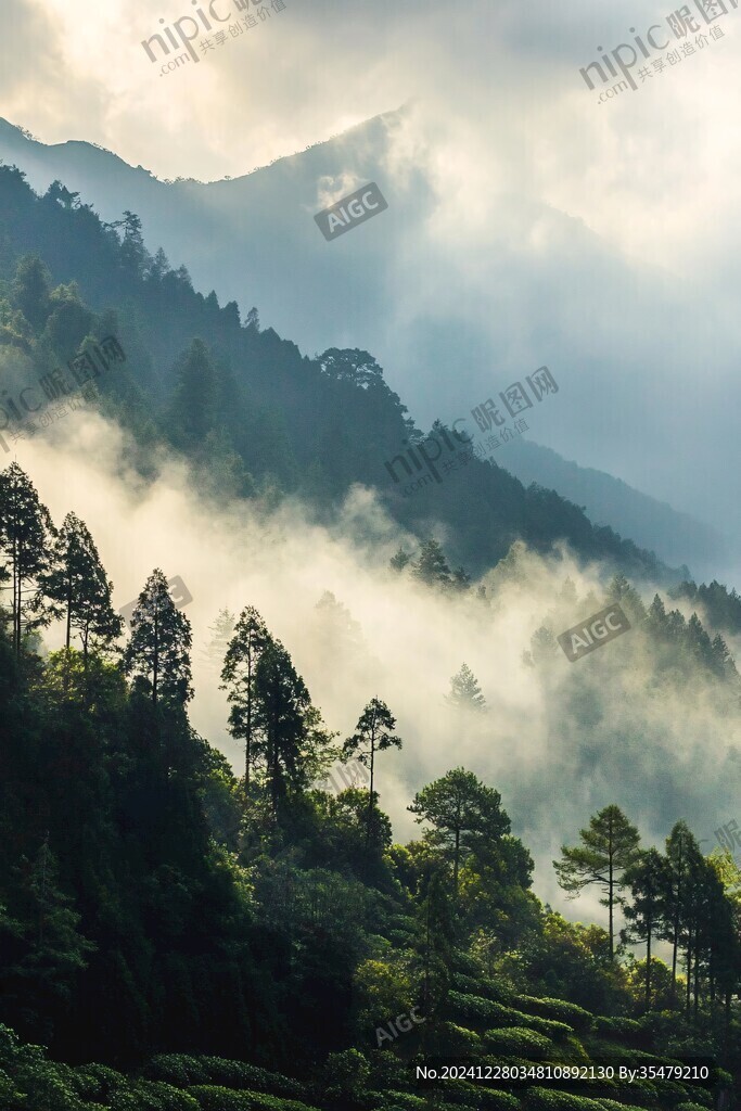 霧里看松
