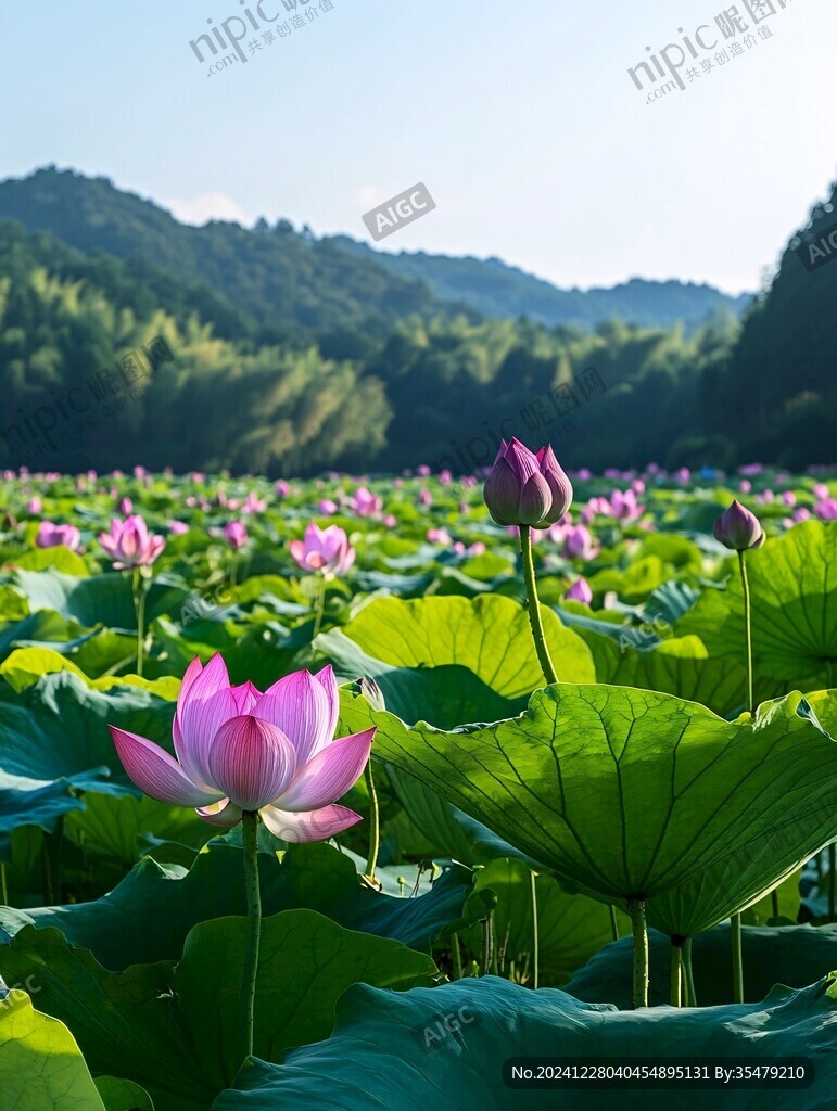 荷坳