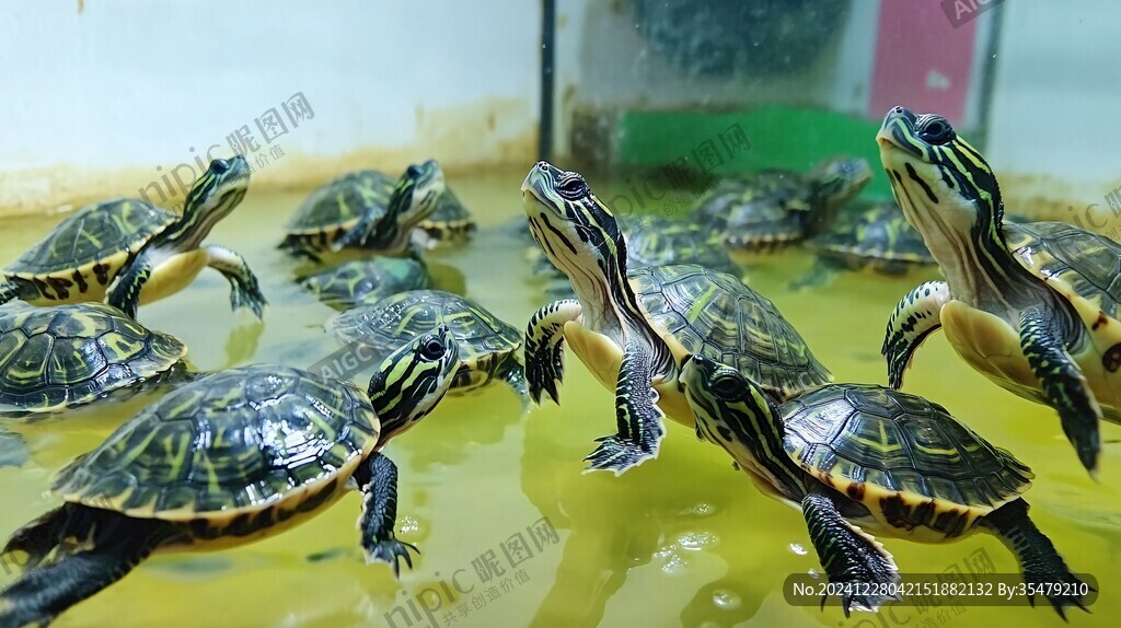 一些巴西龜