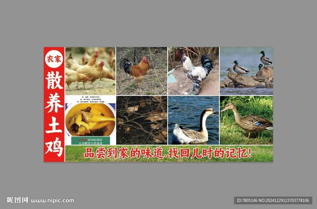 農家散養土雞