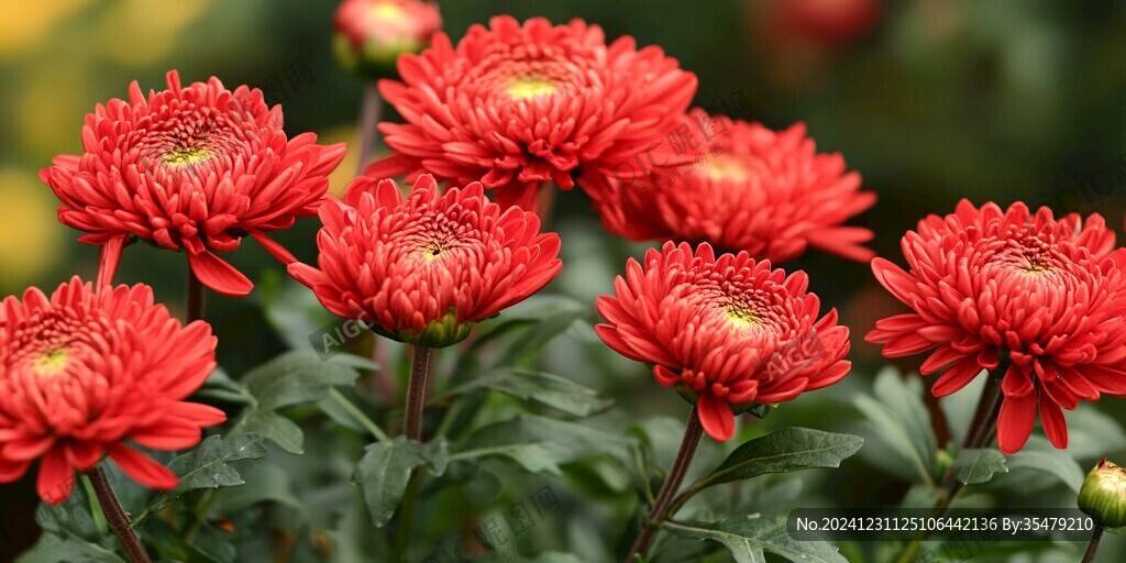 紅色菊花壁紙