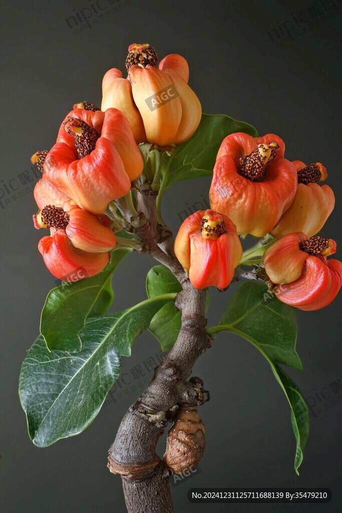 蓮霧花