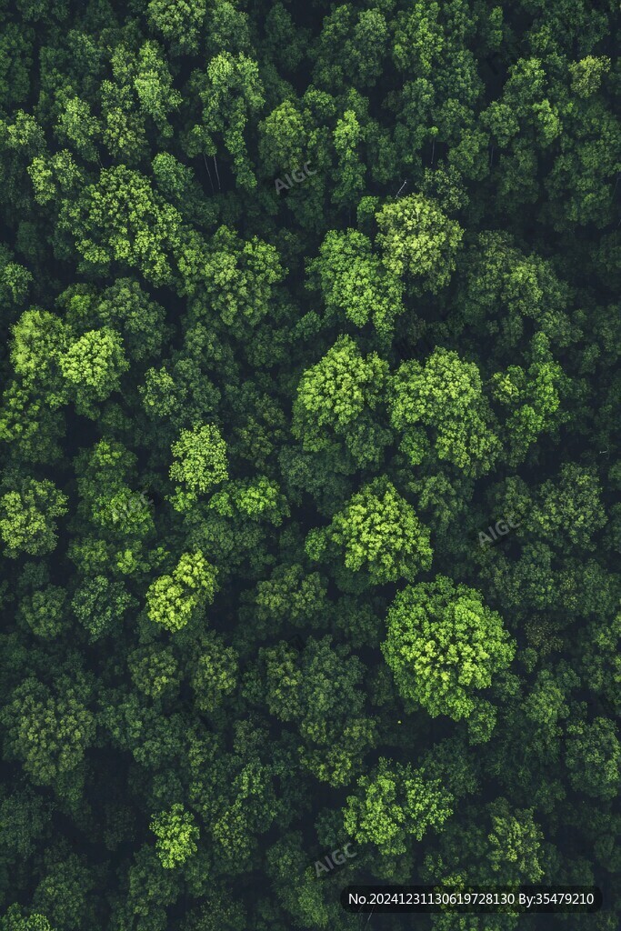 灌木林地植被俯拍