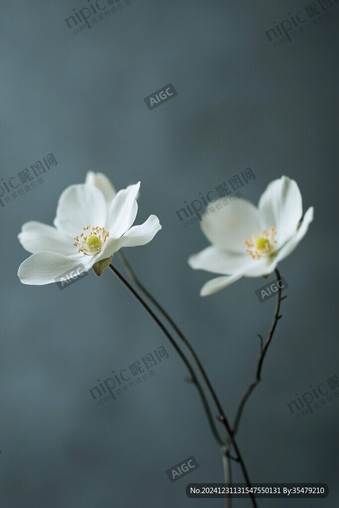 光影白色花朵