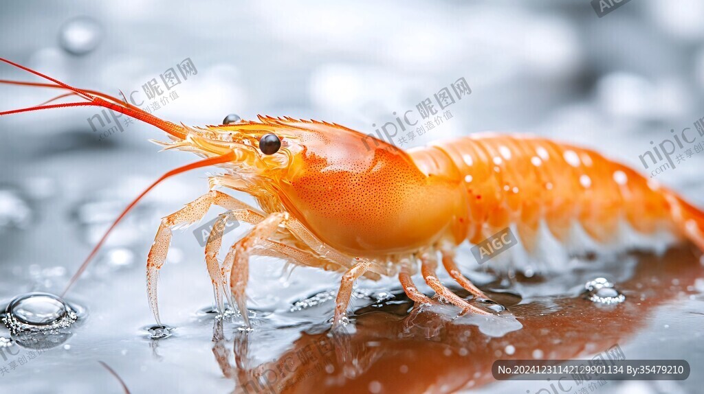 紅色的活蝦
