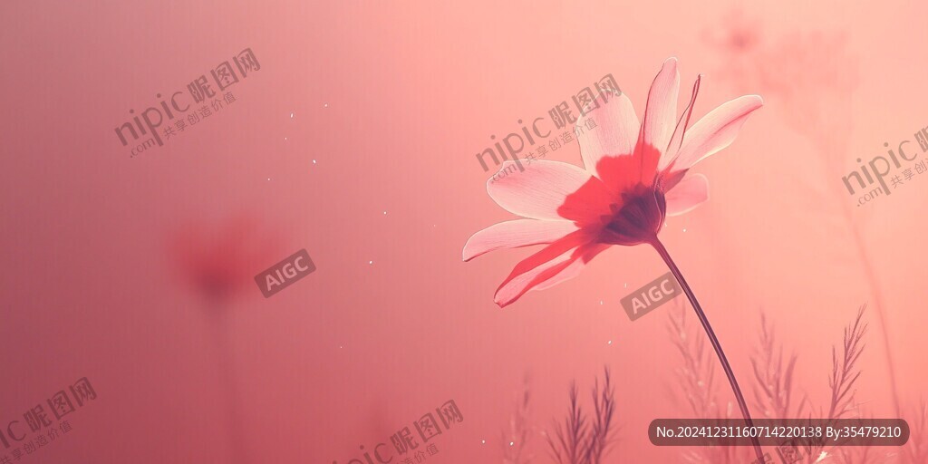 唯美秋英花卉