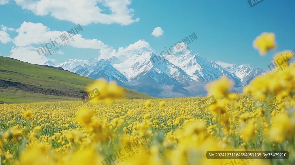 油菜花雪山