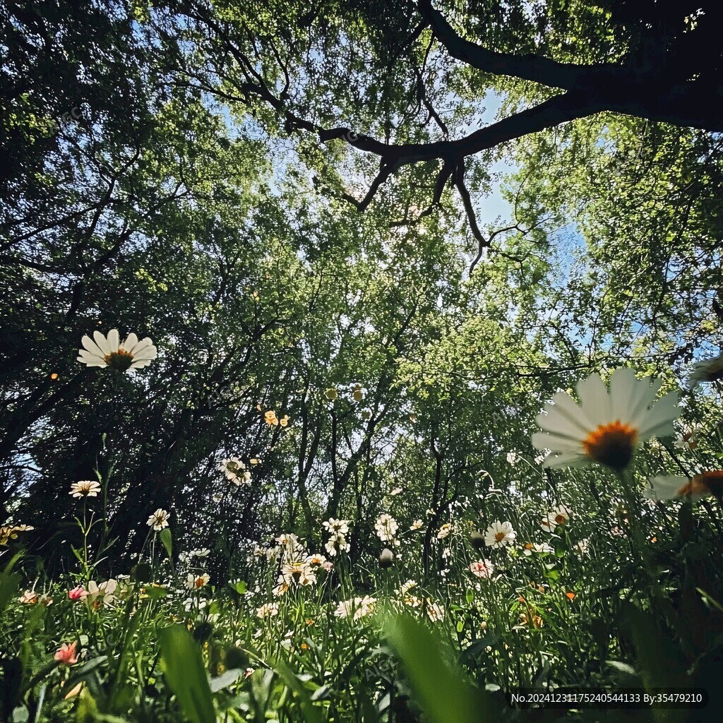 森林格桑花