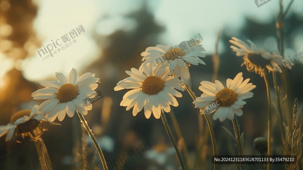 夕陽下的小白花