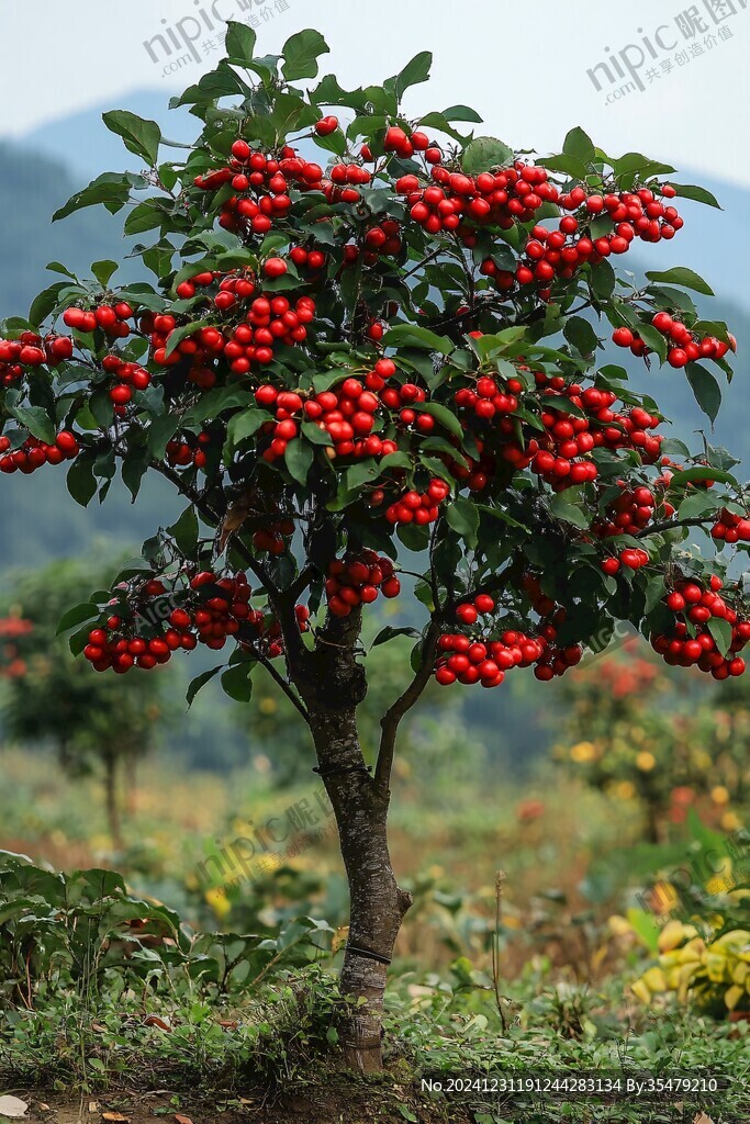 高清植物果實(shí)小紅果樹(shù)