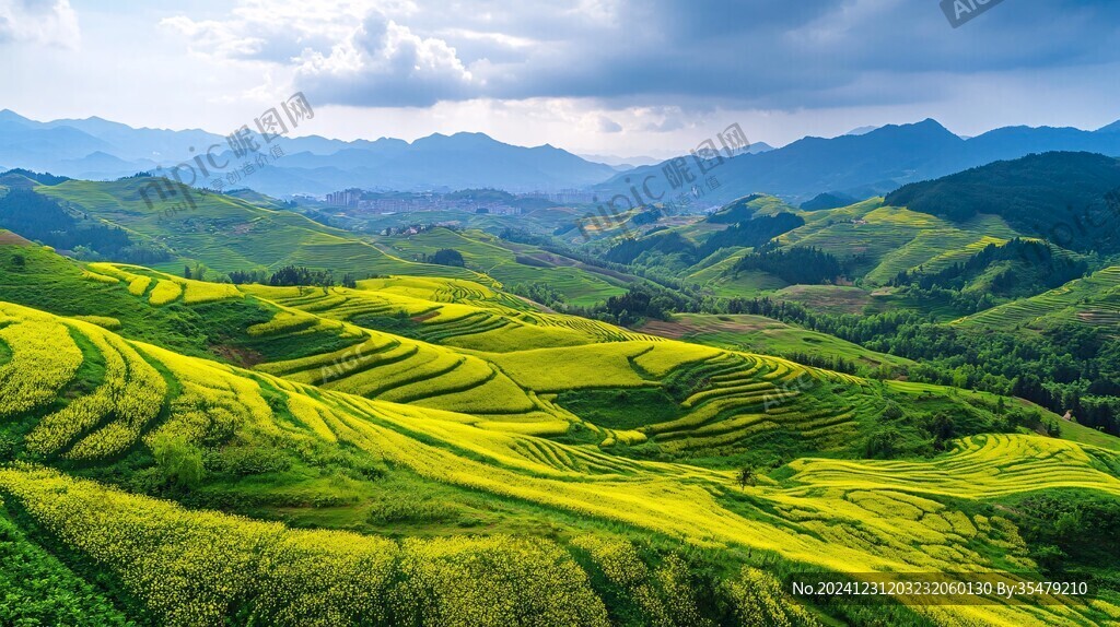 梯田狀油菜花地