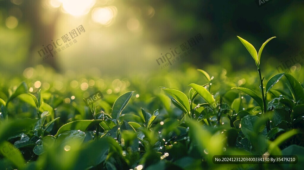 陽光茶芽