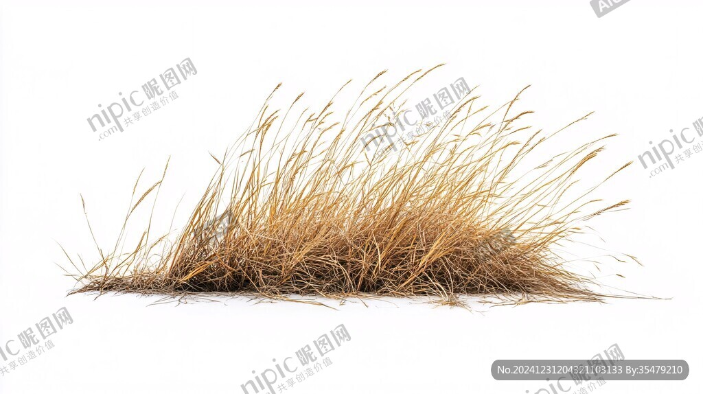 高清毛草圖片