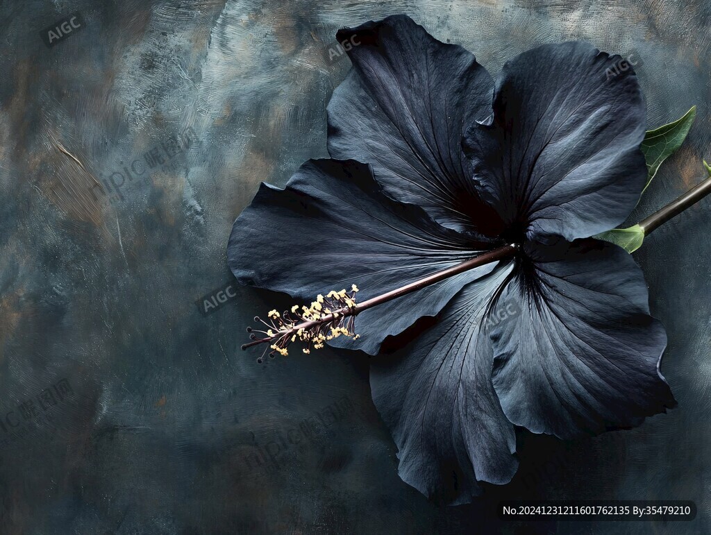 藍芙蓉
