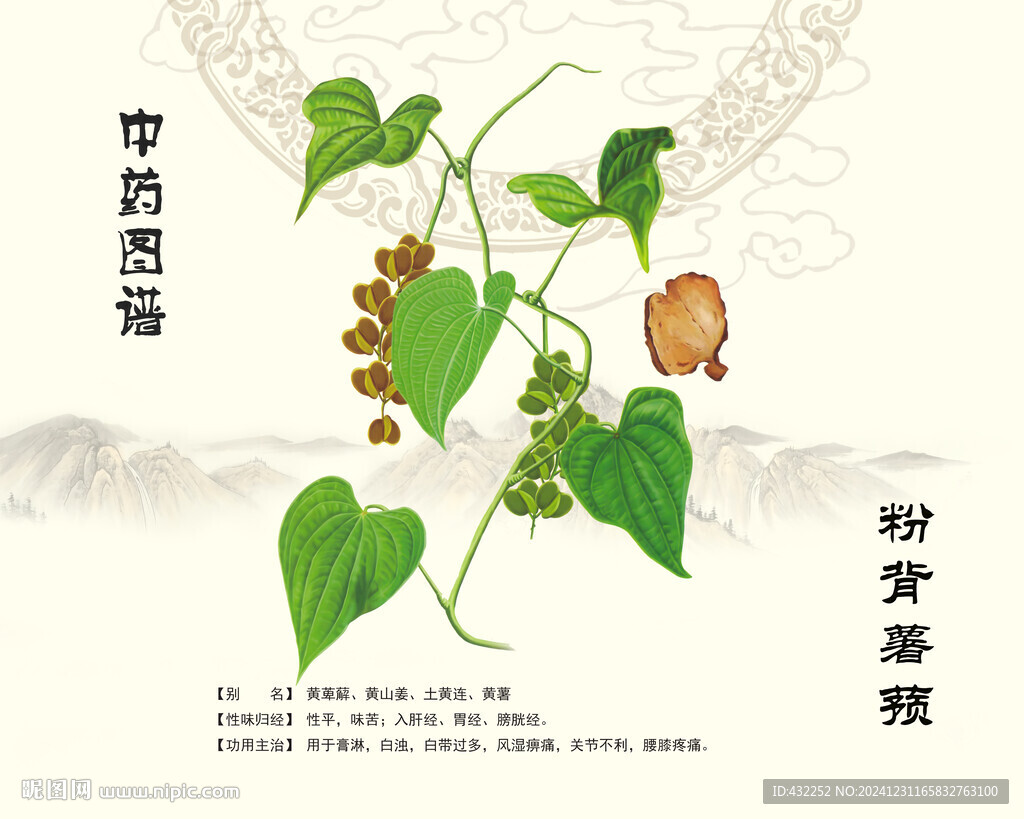 粉背薯蕷土黃連