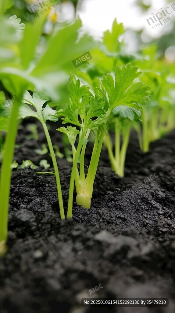 西芹種植