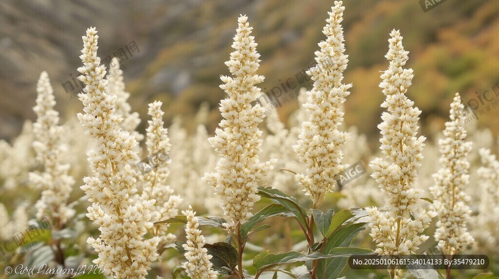 柿目山礬屬植物