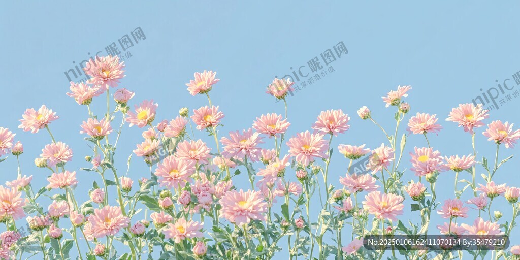 百日菊壁紙