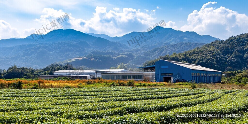 現(xiàn)代茶葉基地