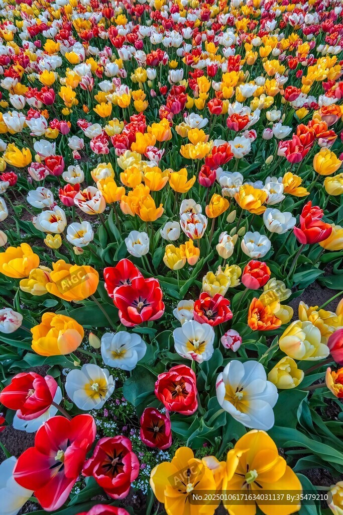 花卉郁金香花海