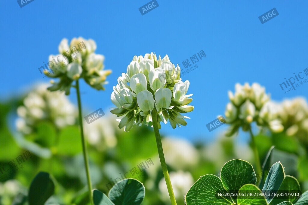 四葉草花開