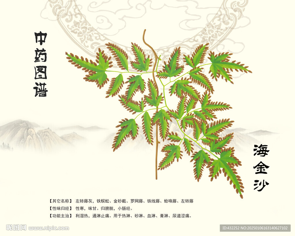 海金沙中藥海金沙