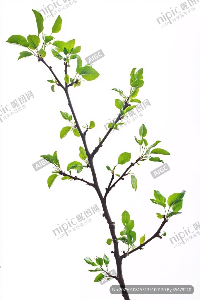 新芽春芽樹枝枝頭