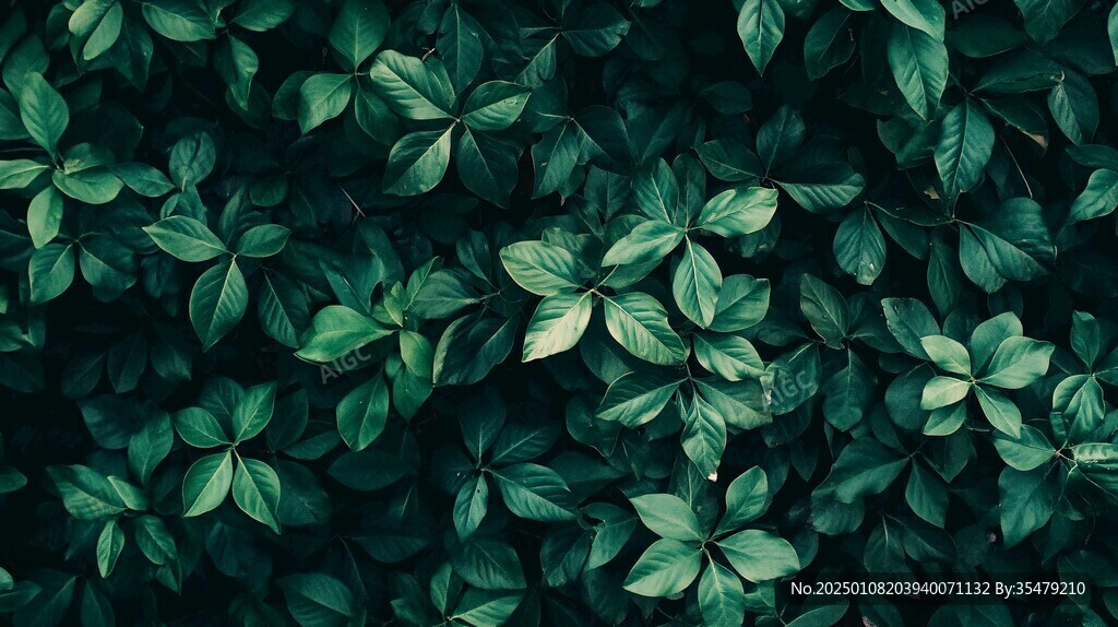 高清綠葉紋理背景