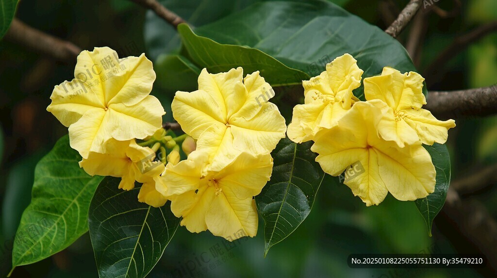 黃槿花