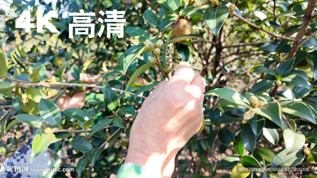 油茶采摘場(chǎng)景特寫(xiě)