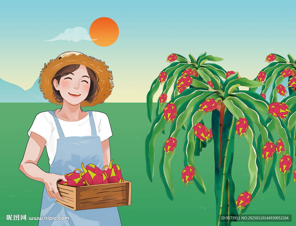 種植火龍果的農民收獲插畫