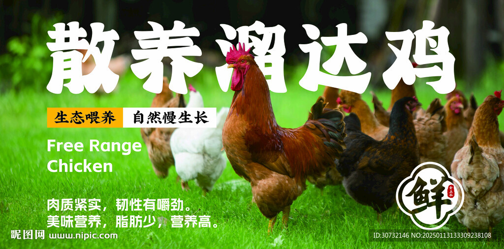 家禽海報(bào)設(shè)計(jì)