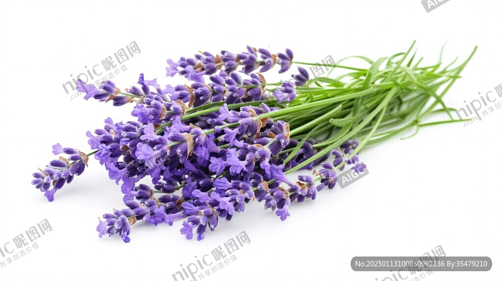 薰衣草花粒