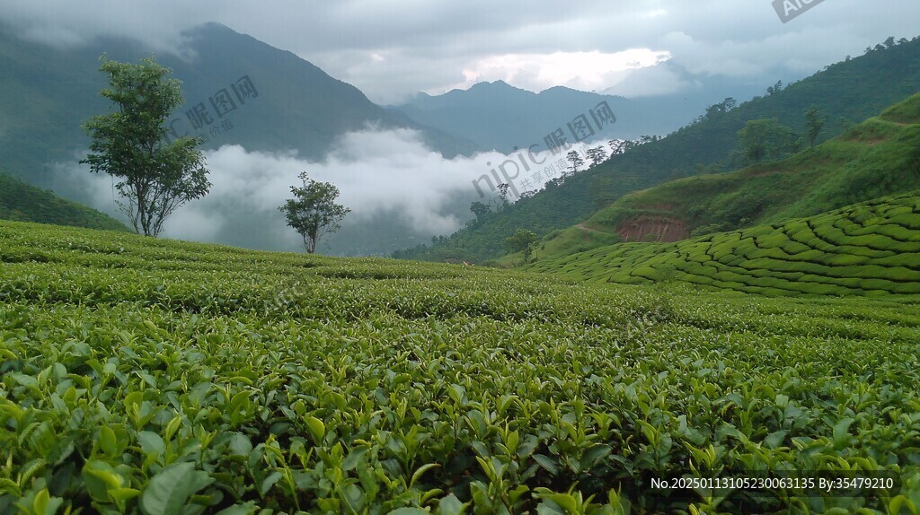 云霧中的茶園