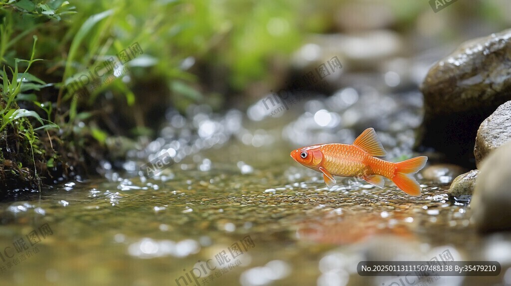 池塘小紅魚野生動物