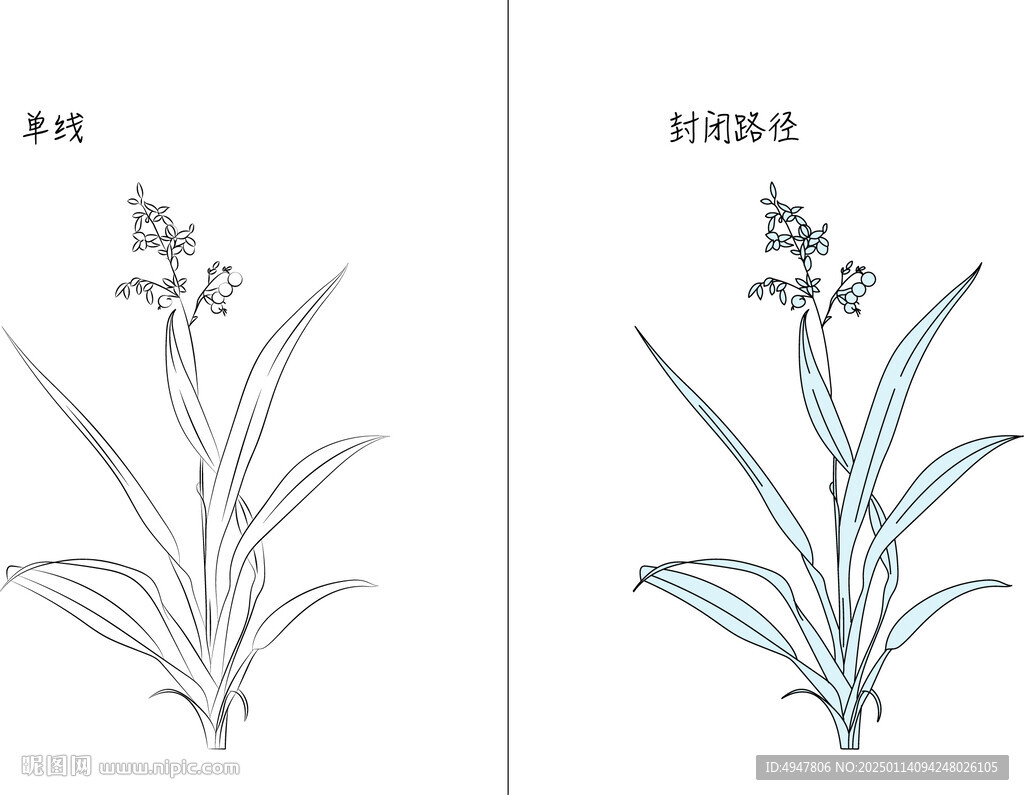 蘭花 矢量圖