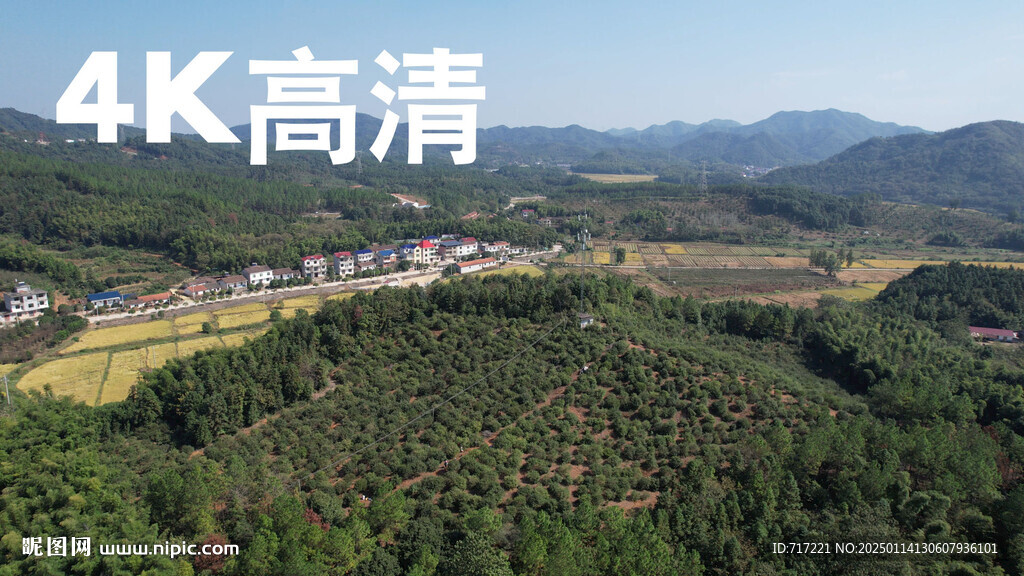 油茶果基地