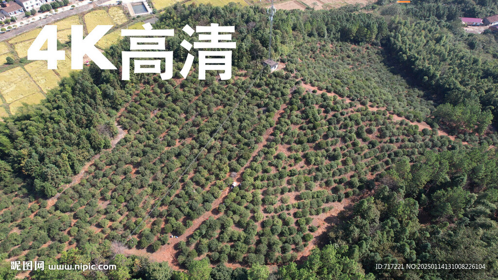油茶果基地 
