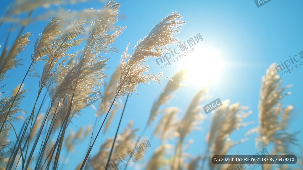 溫暖陽(yáng)光下的蘆葦蕩