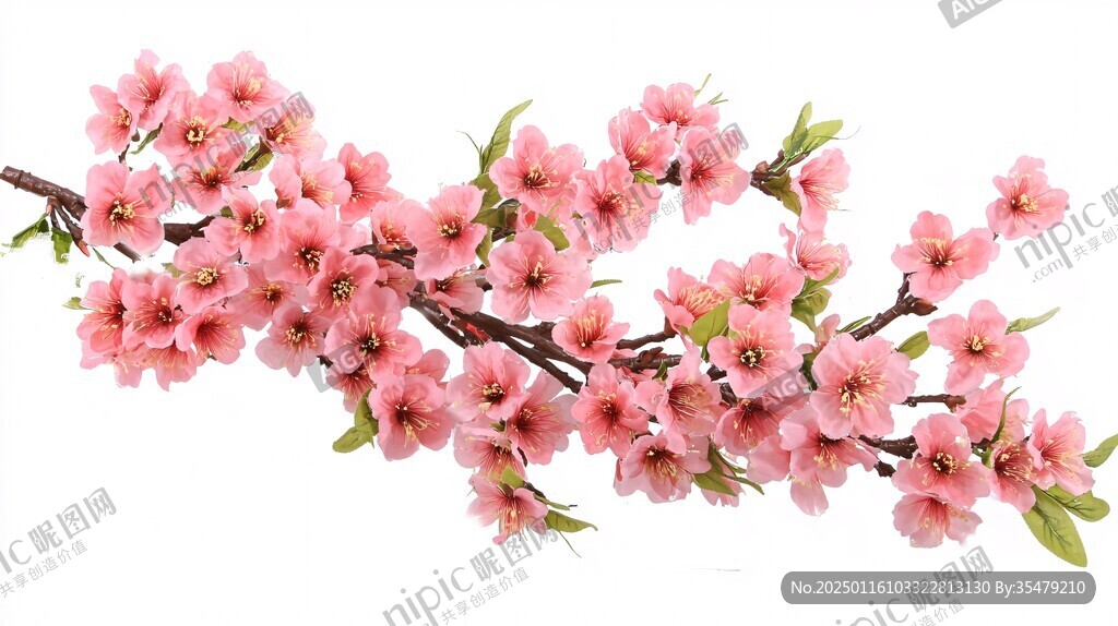 桃花高清白底文化藝術(shù)